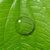 Water Drop